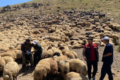 Şırnak’ta veteriner hekimlerden yaylalarda sağlık taraması ve eğitim seferberliği