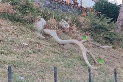 Tekirdağ’da poyraz ağaçları devirdi