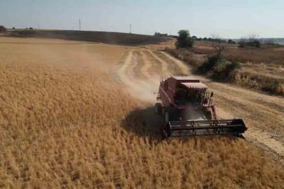 Tekirdağ’da sertifikalı nohut hasadı