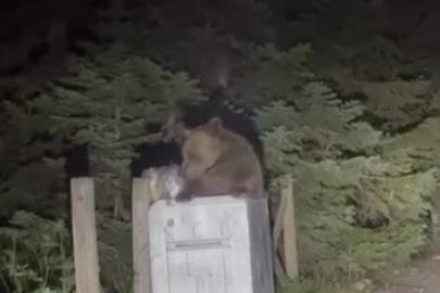 Uludağ’da aç kalan ayı çöpten yemek aradı