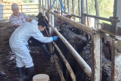 Uruguay’dan getirilen besilik sığırlar Simav’da kontrolden geçiyor