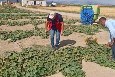 Ürün verim ve rekolte tahmin çalışmaları sürüyor