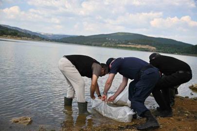 Uşak’ta Göğem Göleti’ne pullu sazan yavruları bırakıldı