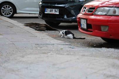 Uzmanından kritik kuduz uyarısı: Kedi tırmalamasıyla da bulaşabilir