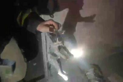 Yangında mahsur kalan kediler ekipler tarafından kurtarıldı