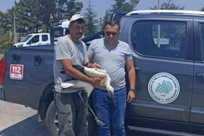 Yaralı leylek koruma altına alındı