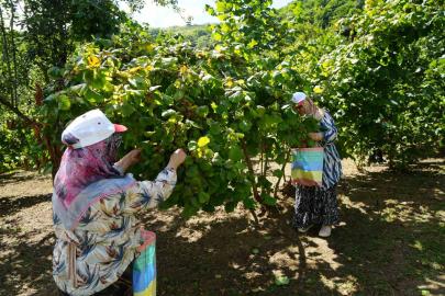 Yeşil altında orta kesim hasadı başladı: Samsun’da 115 bin ton fındık bekleniyor