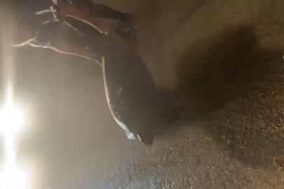 Yolunu şaşıran caretta carettayı kucağına alıp denize kavuşturdu