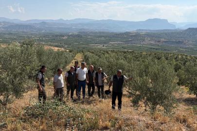 Zeytin ağaçlandırması orman köylüsüne gelir kapısı oluyor