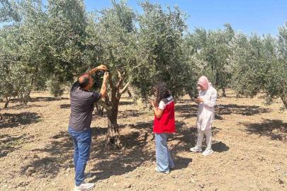 Zeytin sineğine karşı Manisa’da bahçeler tek tek kontrol ediliyor
