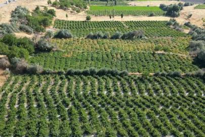 2 bin 800 yıllık coğrafi işaretli Erciş üzümünde bağ bozumu başladı