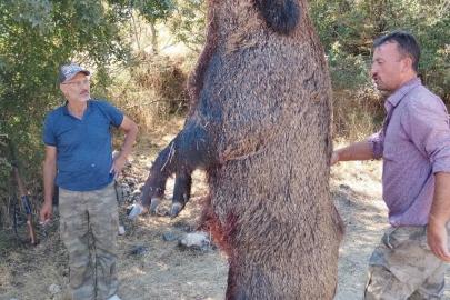 285 kiloluk dev domuz görenleri hayrete düşürdü