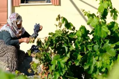 75 yıllık ömür, nasırlı eller ve Cimin üzümü