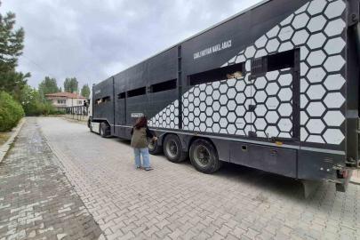 Afyonkarahisar’da hayvan sevklerine yönelik kontroller sürüyor