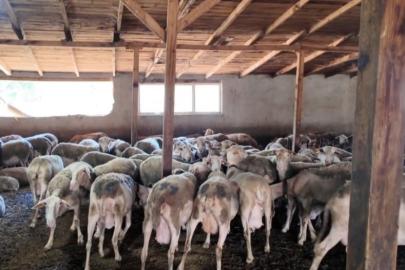 Ahırda başlayan hayalini çocuklarına miras bırakmak istiyor