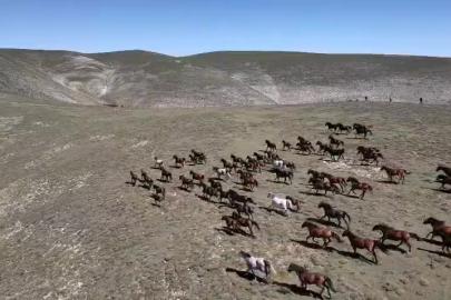 Akdağ’ın yılkı atları dronla görüntülendi