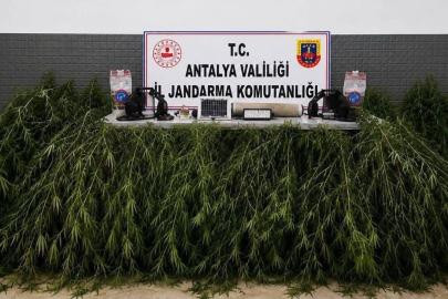 Aksu’da yasadışı kenevir operasyonu