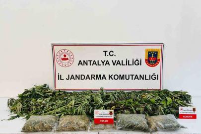 Alanya’da uyuşturucu operasyonunda 24 kök kenevir ve 2 kilo 642 gram esrar ele geçirildi