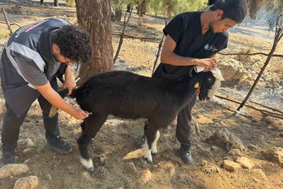 Antalya Büyükşehir Belediyesi veteriner ekipleri kırsalda hayvanların yanında
