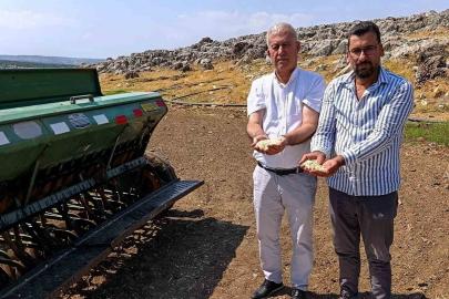 Araban sarımsağında zambak anaç tohum dönemi başlıyor
