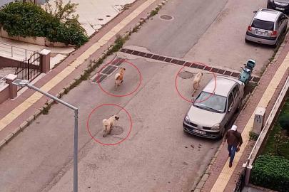 Atakum’da başıboş köpek tedirginliği