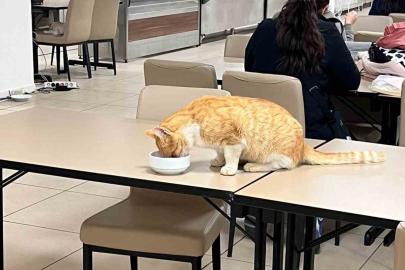 Aydın’da öğrenci yurdu yemekhanesinde tepki çeken görüntüler