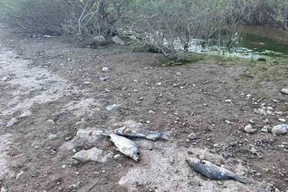 Ayvacık Barajı’nda toplu balık ölümleri