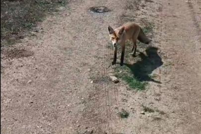 Bayburtlu vatandaşın ’Mazlum’ adını verdiği tilki peşinden ayrılmıyor