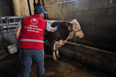 Bayburt’ta hayvanlara sonbahar dönemi aşı ve küpeleme çalışması yapılıyor