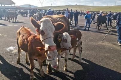 Bayburt’ta yetiştiricilere şap hastalığı uyarısı
