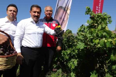 Bereketin yaşandığı üzümde bağ bozumu başladı, 85 bin ton rekolte bekleniyor
