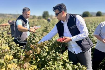 Bilecik’te ahududu hasadı başladı