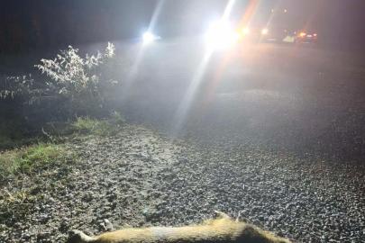 Bilecik’te otomobilin çarptığı domuzlar telef oldu