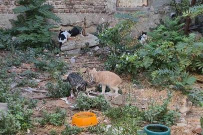Bir kediyle başladı, kedi sokağına dönüştü