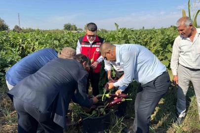 Birecik’te Kelaynak, Patlıcan ve Fıstık Festivali hasatla başladı