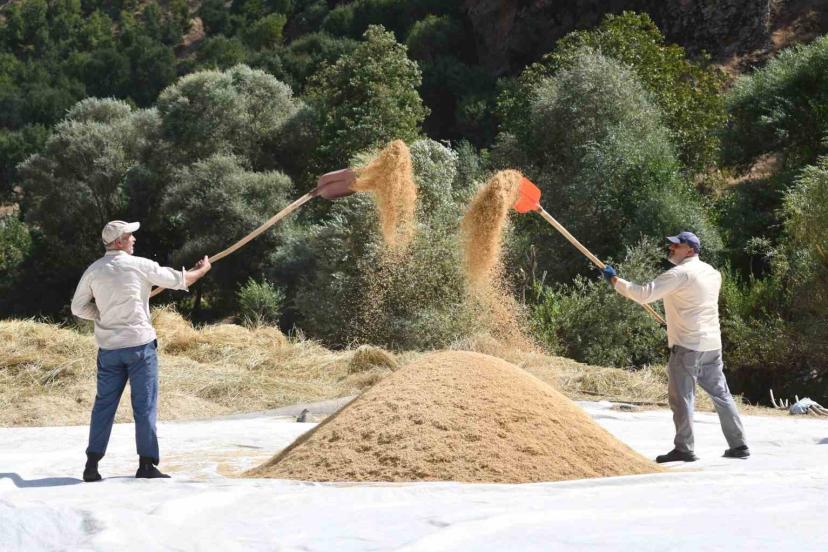 Bitlis’te geleneksel çeltik hasadı: Yüzyıllık gelenek yaşatılıyor