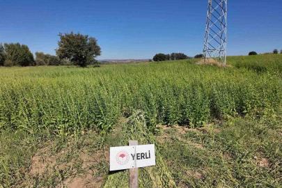Çanakkale’de 7 yerli ve milli susam çeşidi hasat edildi