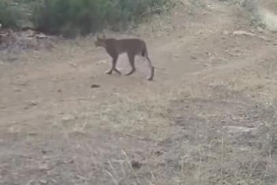 Çankırı’da vaşak görüntülendi