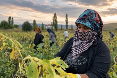 Çayırlı’da ayçiçeği tarlalarında hasat mesaisi