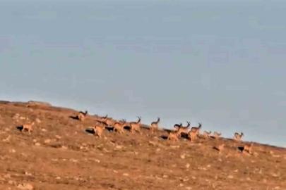 Çengel boynuzlu dağ keçi sürüsü, cerrahın objektifine yakalandı