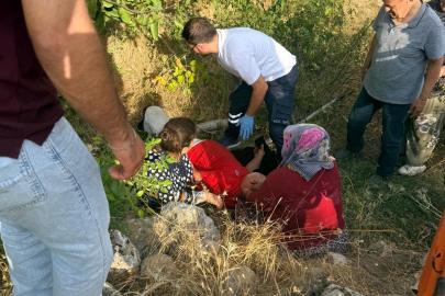 Ceviz ağacından düşen kişi yaralandı