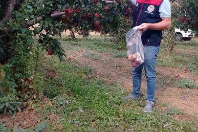 Çivril elmasına hasat öncesi pestisit kontrolü