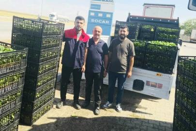 Cizre’de çiftçilere yüzde 75 hibeli fide desteği