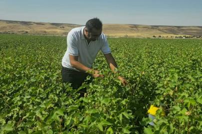 Cizre’de pamuk tarlalarında biyoteknik mücadele nöbeti