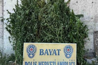 Çorum’da 46 kök Hint keneviri ele geçirildi: 1 tutuklama