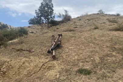 Çorum’da ağıl yangını: Onlarca küçükbaş hayvan telef oldu