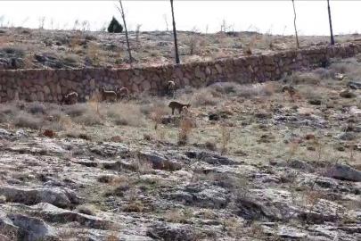 Dağ keçisi sürüsü seyir terası manzarasına dahil oldu