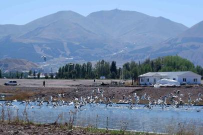 Dalgaların kuşu martılar, denize kıyısı olmayan Erzurum’a misafir oldu