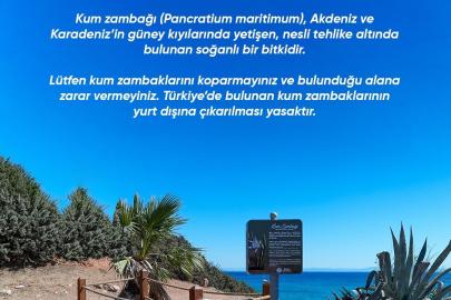 Didim Belediyesi Kum Zambağı’nı koruma altına aldı