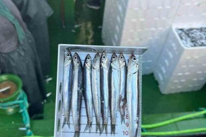 Didim’de ’Hamsi Kotası’ denetimi yapıldı